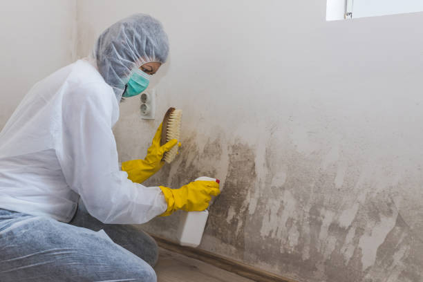 Best Commercial Mold Inspection  in Chino, CA
