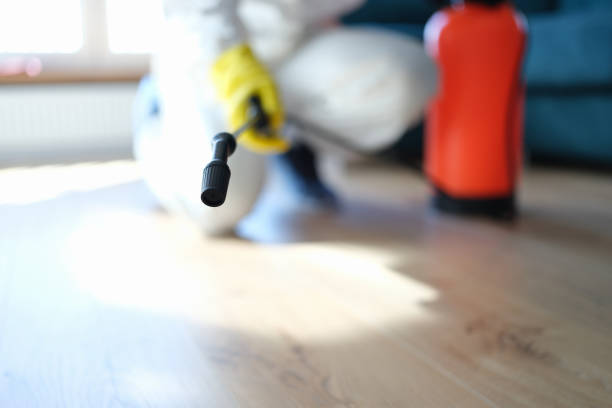 Best Mold Damage Restoration  in Chino, CA