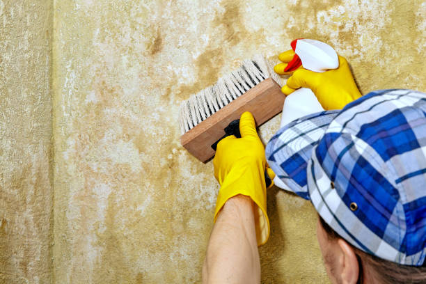 Best Mold Remediation for Vacation Homes  in Chino, CA