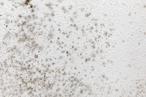 Mold Remediation for Vacation Homes in Chino, CA